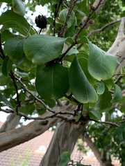Lagerstroemia indica