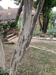 Lagerstroemia indica