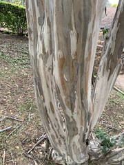 Lagerstroemia indica