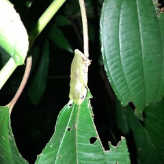 Pithecopus hypochondrialis