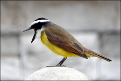 Pitangus sulphuratus