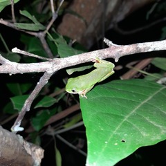 Pithecopus hypochondrialis