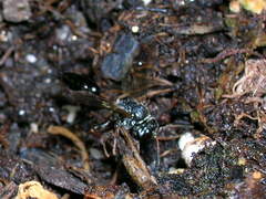 Psen erythropoda