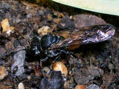 Psen erythropoda