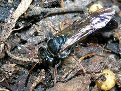 Psen erythropoda