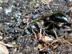 Psen erythropoda