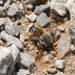 Megachile montenegrensis - Photo (c) Eleftherios Katsillis, algunos derechos reservados (CC BY), subido por Eleftherios Katsillis