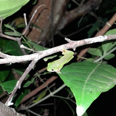 Pithecopus hypochondrialis