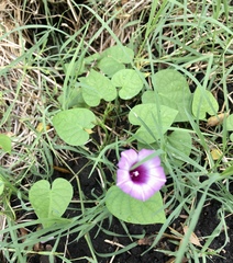 Ipomoea grandifolia