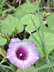 Ipomoea grandifolia