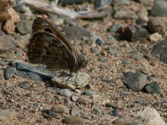 Hyponephele huebneri