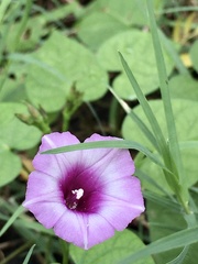 Ipomoea grandifolia