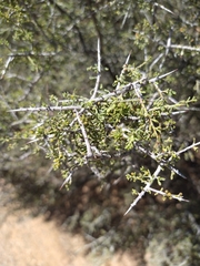 Condalia warnockii
