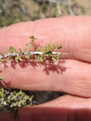 Condalia warnockii