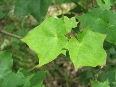 Acer laetum