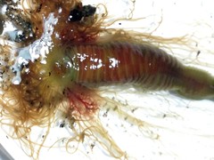 Eupolymnia heterobranchia