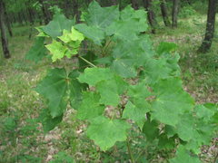 Acer laetum