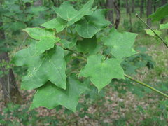 Acer laetum