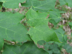 Acer laetum