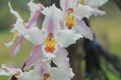 Oncidium alexandrae