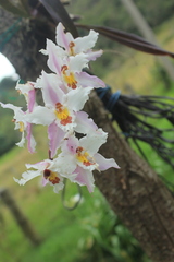 Oncidium alexandrae