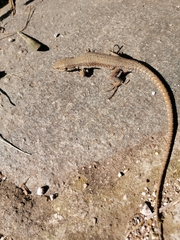 Podarcis muralis