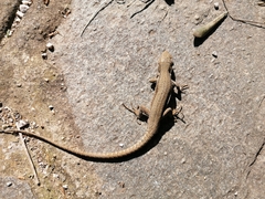 Podarcis muralis