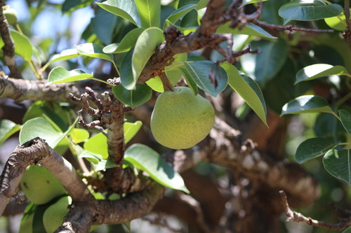 Paprastoji kriaušė nuotrauka