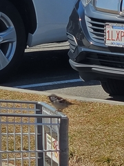 Passer domesticus