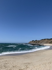 Eschrichtius robustus