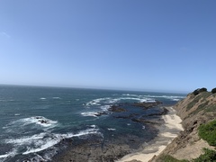 Eschrichtius robustus