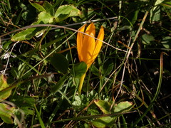 Crocus scharojanii