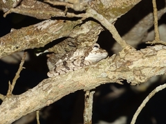 Chiromantis xerampelina