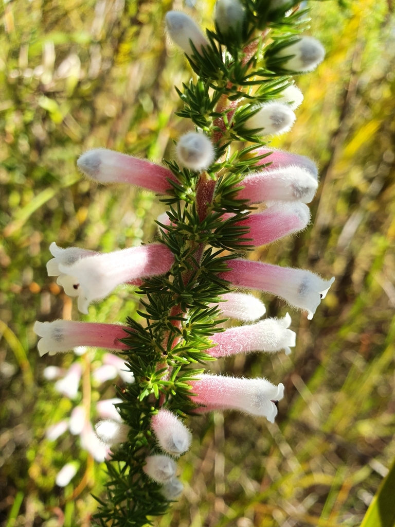 Erica leucotrachela