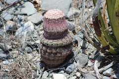 Echinocereus pectinatus pectinatus