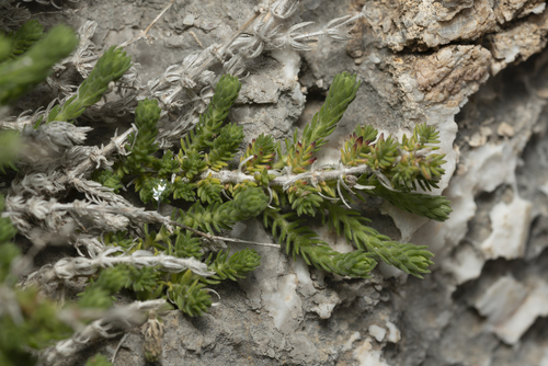 Image of Galium graecum by (c) Eleftherios Katsillis, some rights reserved (CC BY)