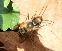 Osmia cornifrons