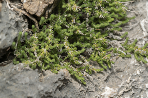 Image of Galium graecum by (c) Eleftherios Katsillis, some rights reserved (CC BY)