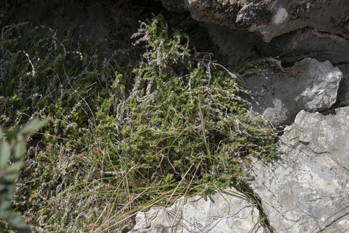 Image of Galium graecum by (c) Eleftherios Katsillis, some rights reserved (CC BY)