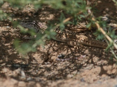 Eremias multiocellata