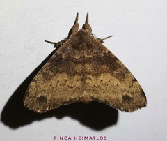 Apatelodidae