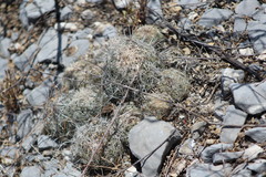 Coryphantha neglecta
