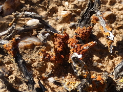 Dufourea