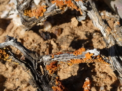 Dufourea