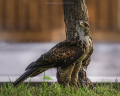 Parabuteo unicinctus
