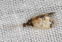 Carobius pulchellus