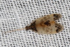 Carobius pulchellus