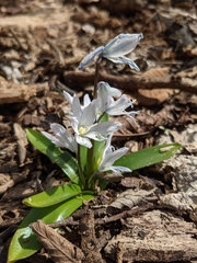 Scilla mischtschenkoana