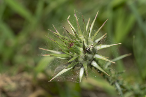 Image of Onopordum boissierianum by (c) Eleftherios Katsillis, some rights reserved (CC BY)