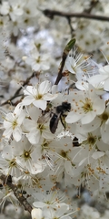 Andrena cineraria